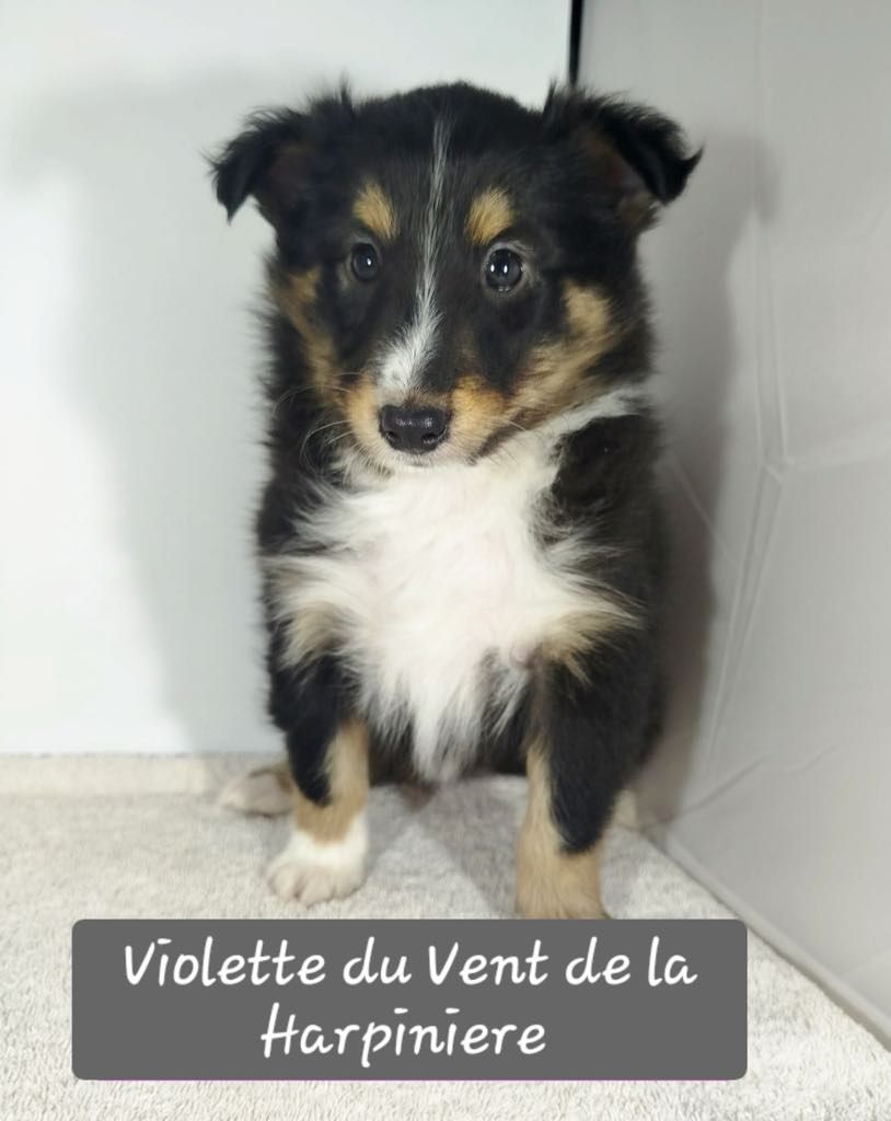 Du Vent De La Harpiniere - Chiot disponible  - Shetland Sheepdog