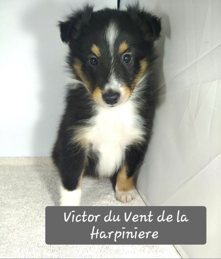 Du Vent De La Harpiniere - Chiot disponible  - Shetland Sheepdog