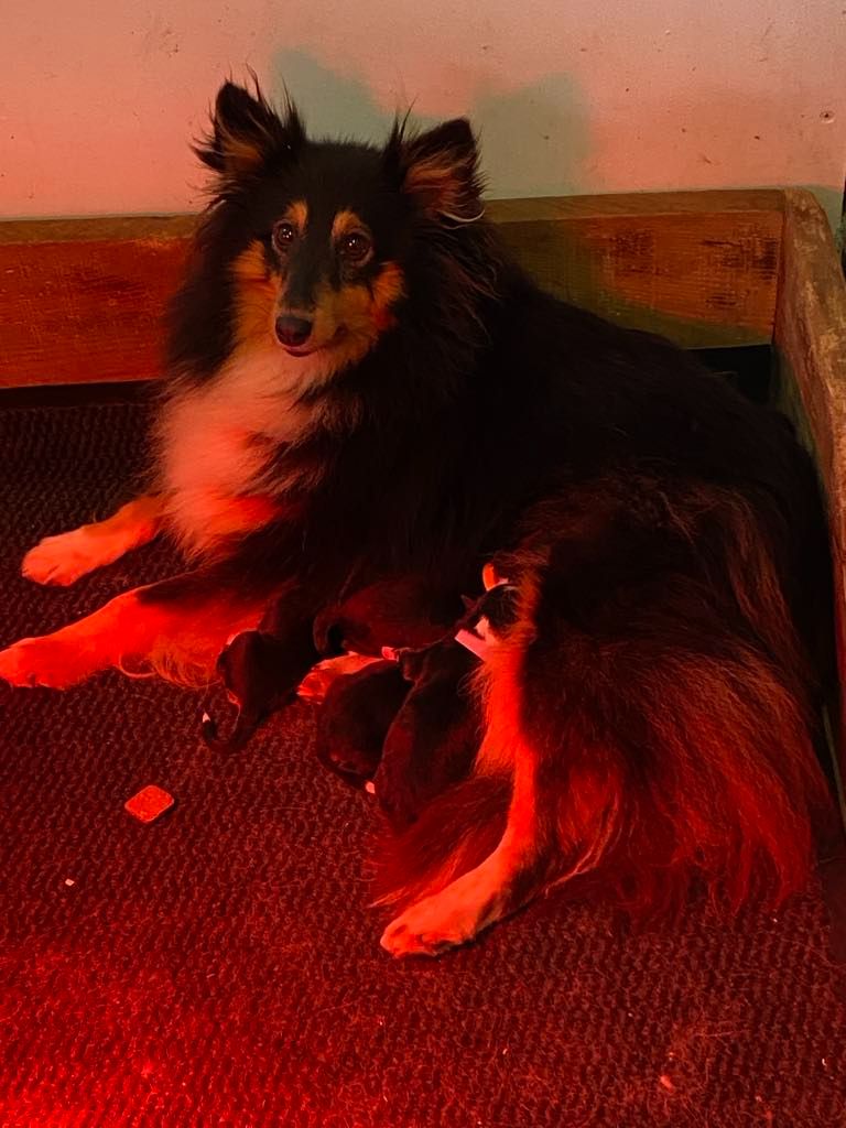 chiot Shetland Sheepdog Du Vent De La Harpiniere