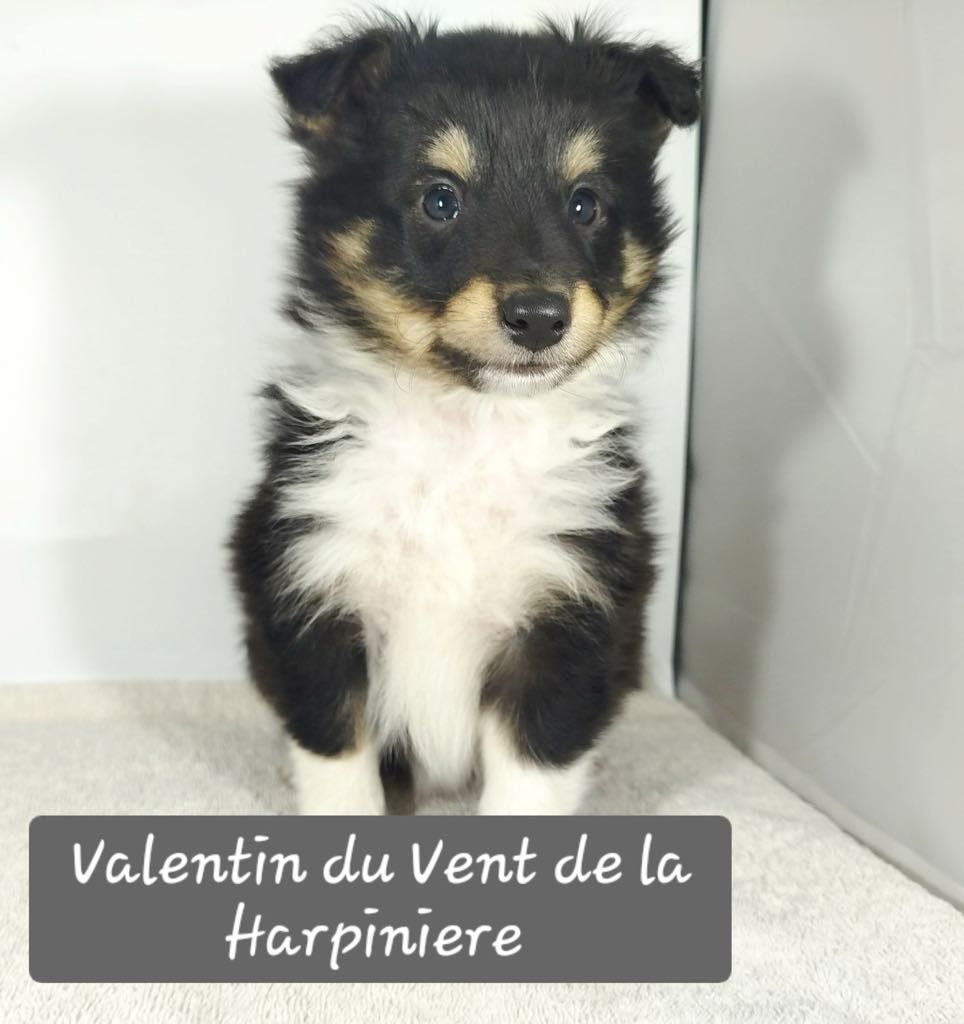 Du Vent De La Harpiniere - Chiot disponible  - Shetland Sheepdog