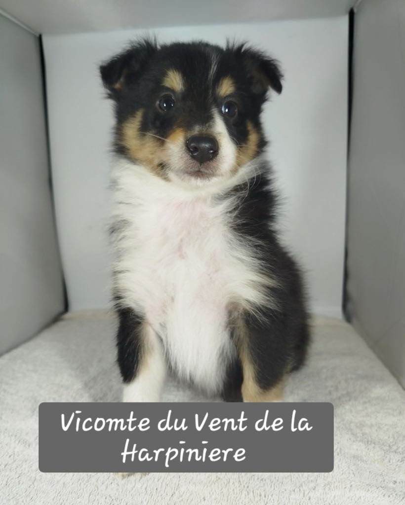 Du Vent De La Harpiniere - Chiot disponible  - Shetland Sheepdog