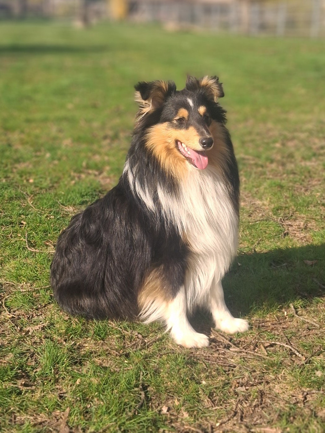 ALPHONSE De La Colline d'Ans