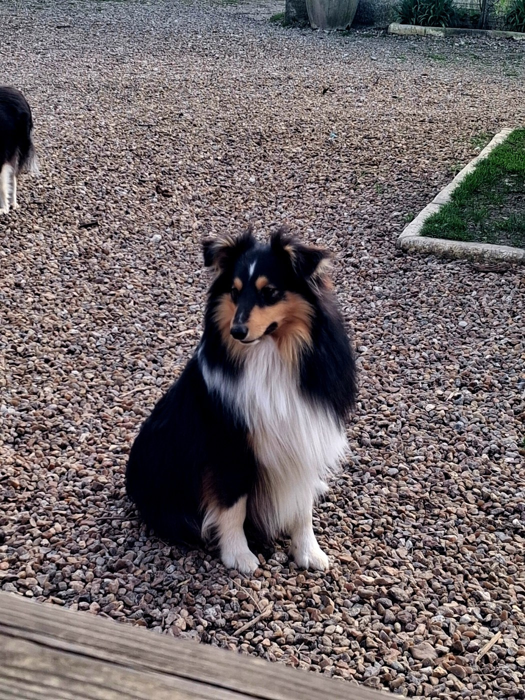 Première exposition nationale d'élevage