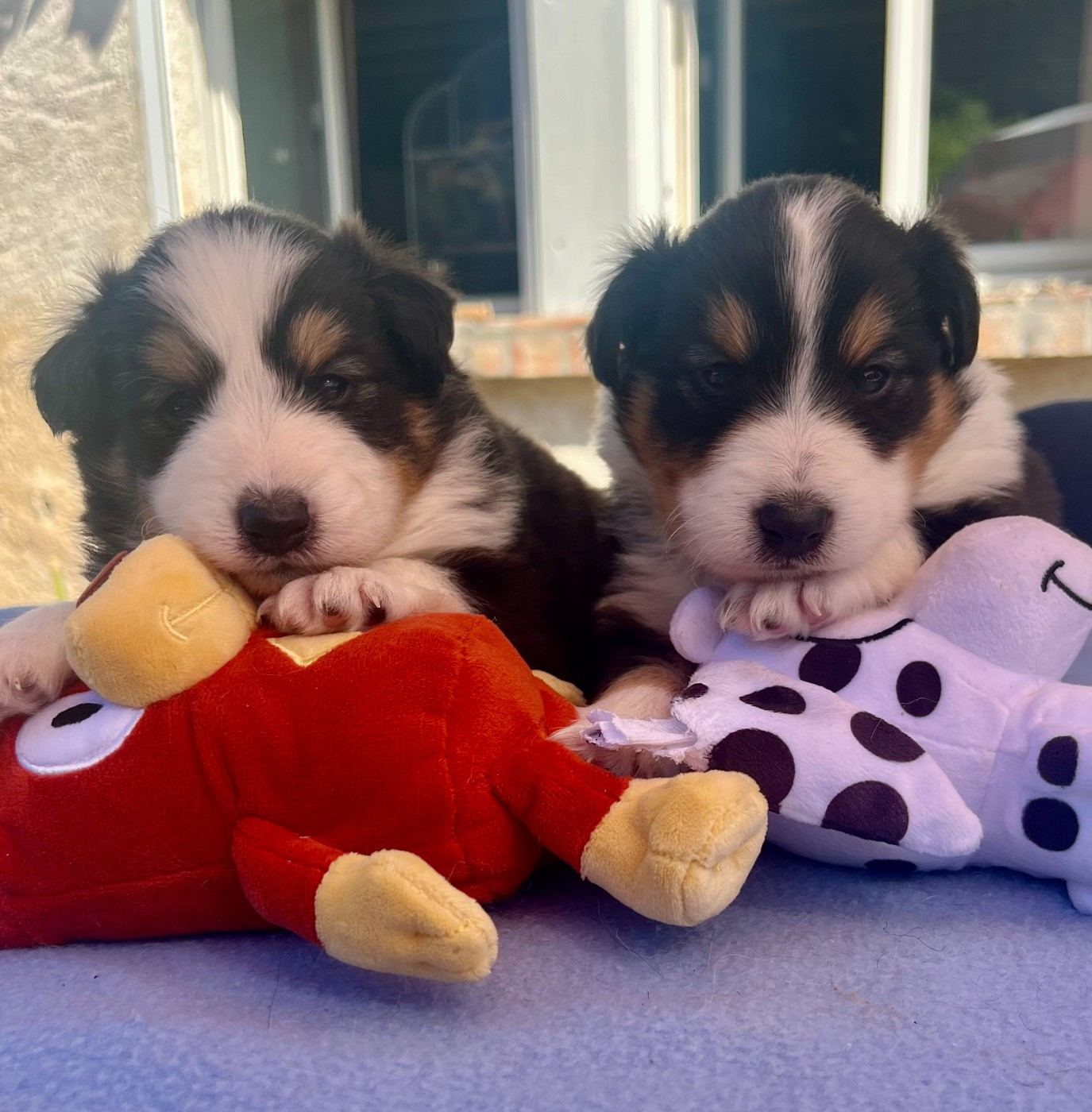 CHIOTS DU 28/03/26