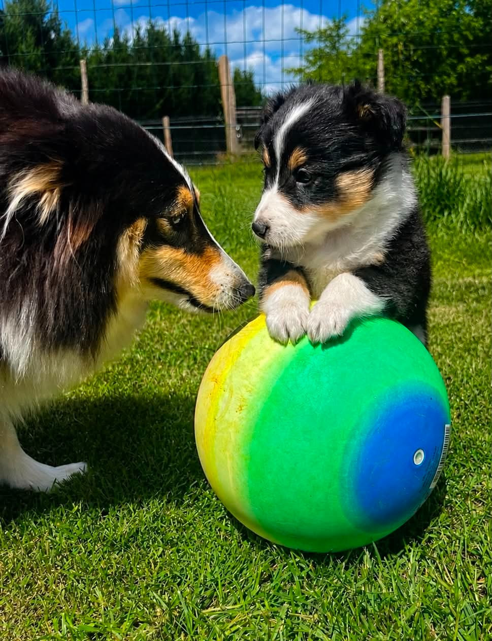 le 8/05/2026 sortie au parc pour les chiots d Ulricha