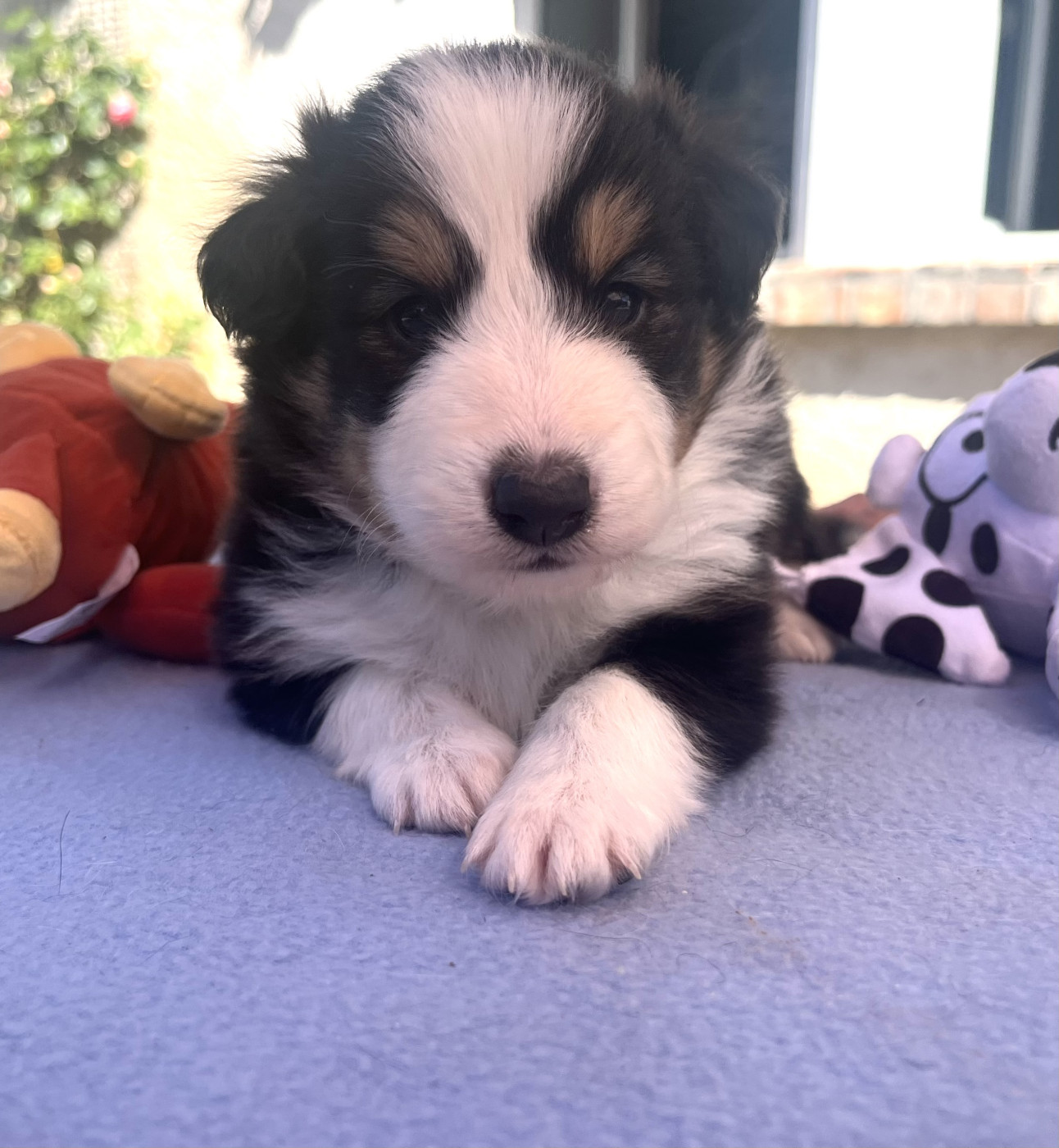 Du Vent De La Harpiniere - Chiots disponibles - Shetland Sheepdog