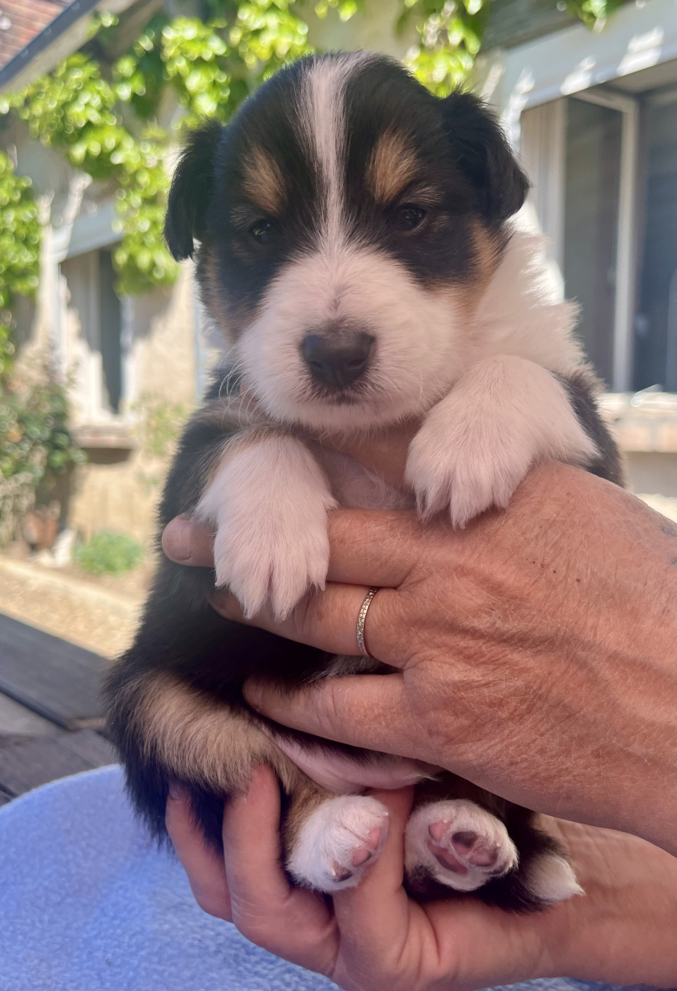Du Vent De La Harpiniere - Chiots disponibles - Shetland Sheepdog