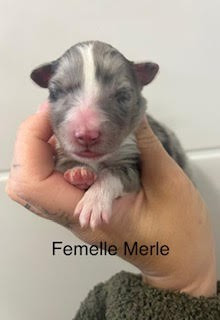 Du Vent De La Harpiniere - Chiots disponibles - Shetland Sheepdog
