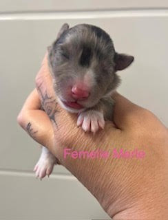 Du Vent De La Harpiniere - Chiots disponibles - Shetland Sheepdog
