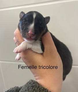Du Vent De La Harpiniere - Chiots disponibles - Shetland Sheepdog