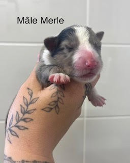 Du Vent De La Harpiniere - Chiots disponibles - Shetland Sheepdog