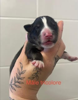 Du Vent De La Harpiniere - Chiots disponibles - Shetland Sheepdog