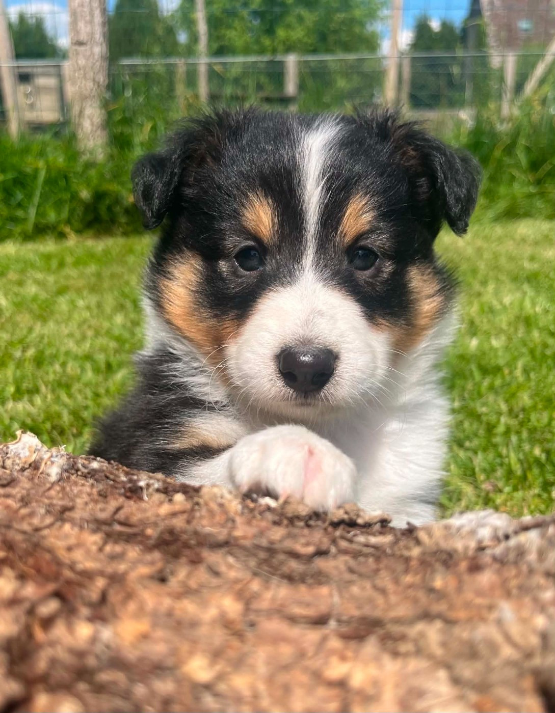 Du Vent De La Harpiniere - Chiots disponibles - Shetland Sheepdog